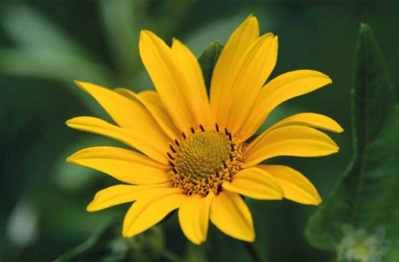 Arnica Nedir? Faydaları Nelerdir?